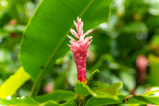Ginger (Awapuhi). Hawaiian Flowers Found on Maui