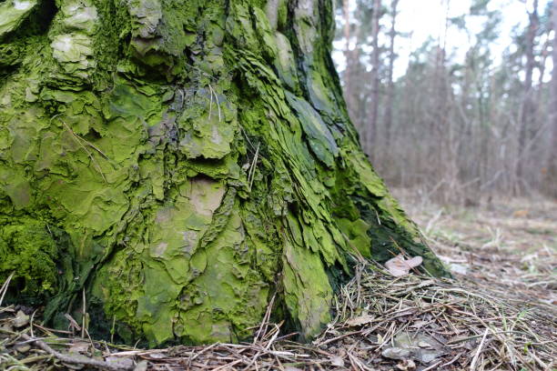 istock A tree trunk in the forest covered with green moss. Green tree bark 1270802044