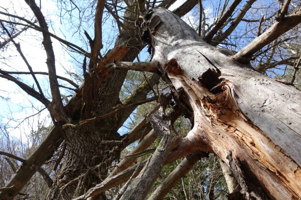istock Fallen, broken, and greatly damaged trees in the deep woods. 1270802378