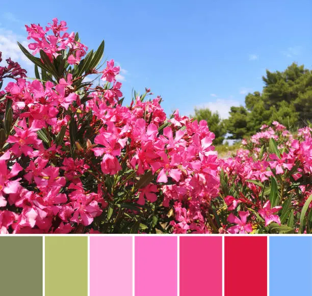 Color matching palette from top view image of pink oleande or Nerium blossoms outdoors.