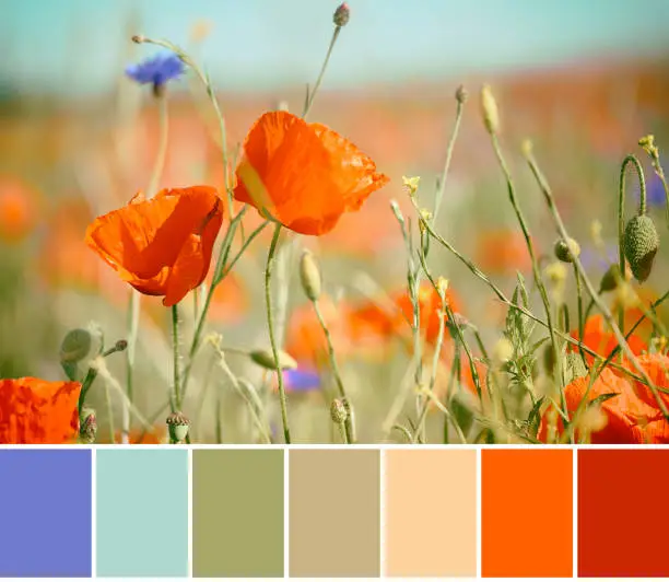 Color matching palette from close-up on red and orange poppies, bright blue cornflowers outdoors on a field outdoors.