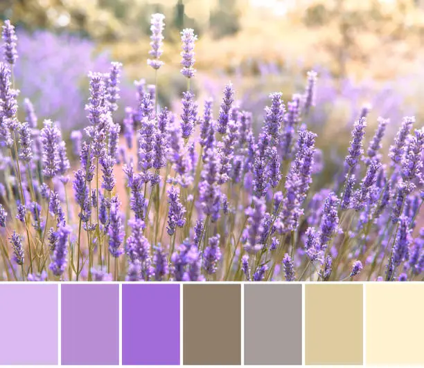 Color matching palette from close-up image of Mountain lavender in sunset flare. Hvar island in Croatia.