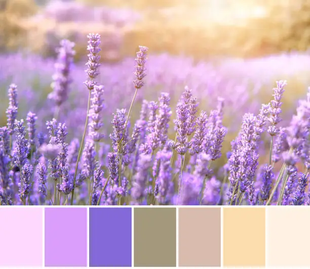 Color matching palette from close-up image of Mountain lavender in sunset flare. Hvar, Croatian island in Adriatic sea.