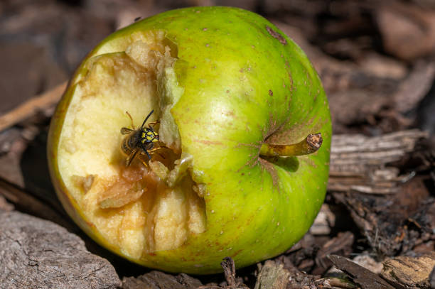 vespa jaqueta amarela comendo uma maçã descartada - rotting fruit wasp food - fotografias e filmes do acervo