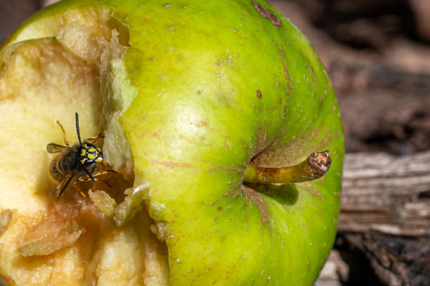 vespa jaqueta amarela comendo uma maçã descartada - rotting fruit wasp food - fotografias e filmes do acervo