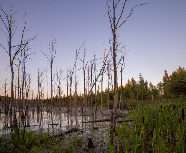 morning in summer swamp with vertical dry gray straight dead tree trunks