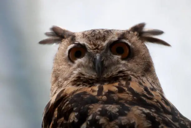 Terrific long eared owl with his feathers sticking out.