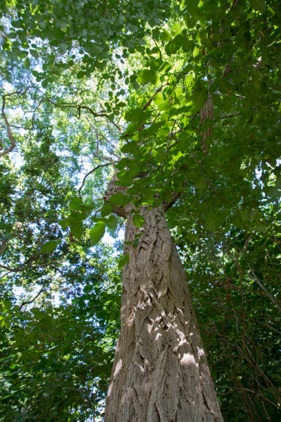 arbre d’aulne - bark elm tree oak tree wood photos et images de collection