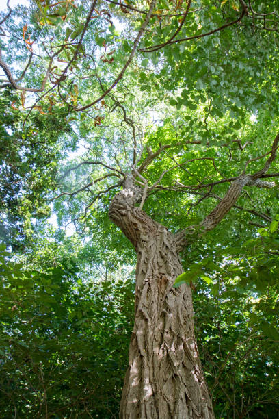arbre d’aulne - bark elm tree oak tree wood photos et images de collection