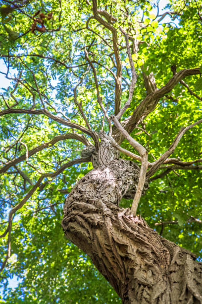 arbre d’aulne - bark elm tree oak tree wood photos et images de collection