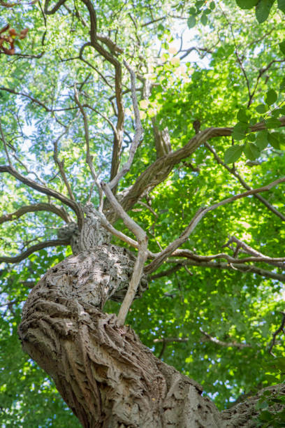 arbre d’aulne - bark elm tree oak tree wood photos et images de collection