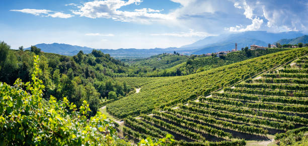 Valdobbiadene Treviso, Italy: hills and vineyards Valdobbiadene Treviso, Italy: hills and vineyards on the famous prosecco wine route vinegar stock pictures, royalty-free photos & images