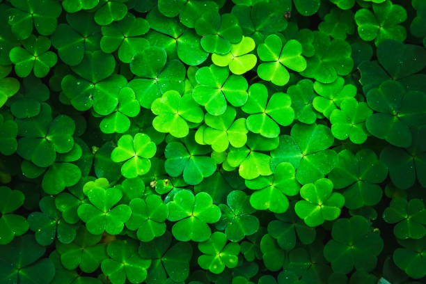 istock Bright green clover leaves. Textures and backgrounds for designers 1270816010