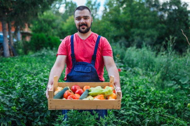 istock Man holding wooden crate with vegetables 1270817240