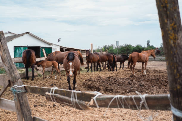 istock Lots of horses on the range 1270817597