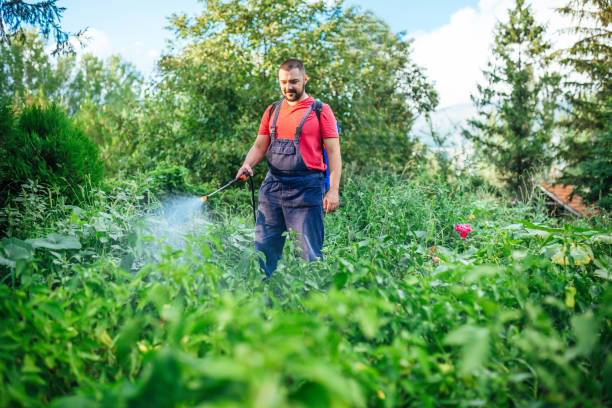 istock Farmer is spraying herbicide on garden 1270817729