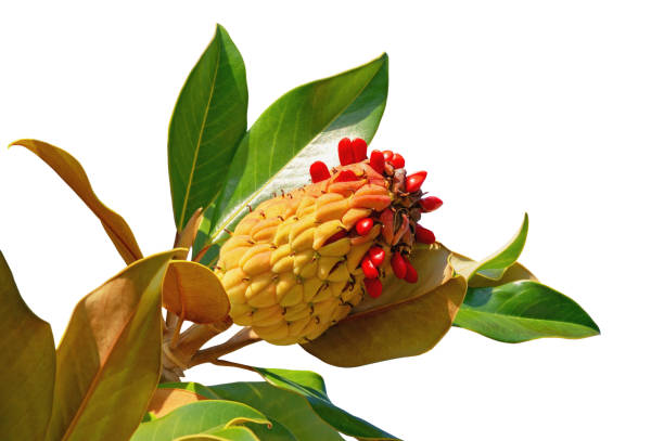 Autumn. Branch of a southen magnolia tree with leaves  and red seeds, isolated on white background