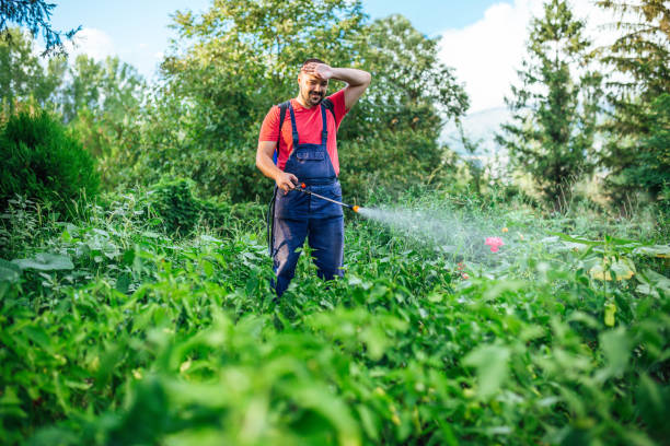 istock Farmer is spraying herbicide on garden 1270817857
