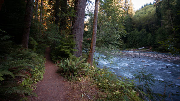 istock Pacific Northwest Green Forest and Wilderness Area 1270818493