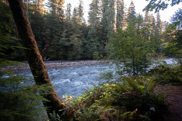 istock Pacific Northwest Green Forest and Wilderness Area 1270818496