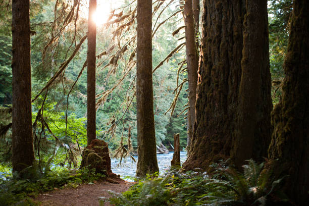 Scenes from a camping trip in the wilderness and forest area in Washington Pacific Northwest. Images were shot in Gifford Pinchot National Forest