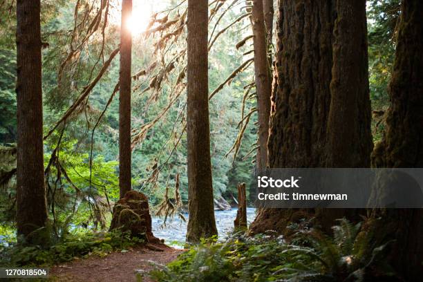 Pacific Northwest Green Forest And Wilderness Area Stock Photo - Download Image Now - Washington State, Tacoma, Tree