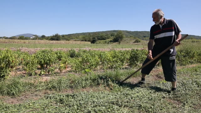 Man mowing with scythe in village
