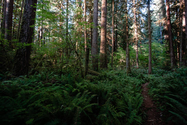 istock Pacific Northwest Green Forest and Wilderness Area 1270819046