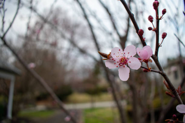 istock A Single Pink Flower on a Tree Branch 1270819142