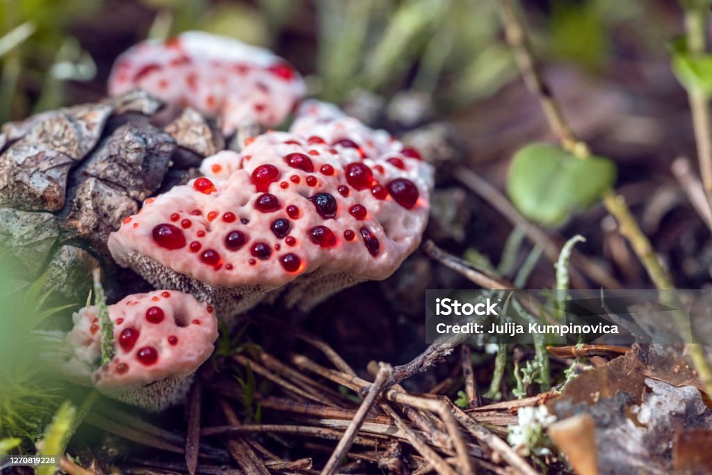 Inedible Hydnellum peckii fungus with funnel-shaped cap with a white edge and bright red guttation droplets, common names: strawberries and cream, bleeding Hydnellum, Devil's tooth. Mushroom Stock Photo