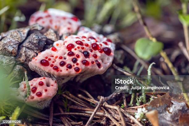 Inedible Hydnellum Peckii Fungus With Funnelshaped Cap With A White Edge And Bright Red Guttation Droplets Common Names Strawberries And Cream Bleeding Hydnellum Devils Tooth Stock Photo - Download Image Now