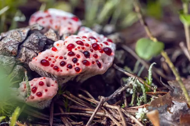 Photo of Inedible Hydnellum peckii fungus with funnel-shaped cap with a white edge and bright red guttation droplets, common names: strawberries and cream, bleeding Hydnellum, Devil's tooth.