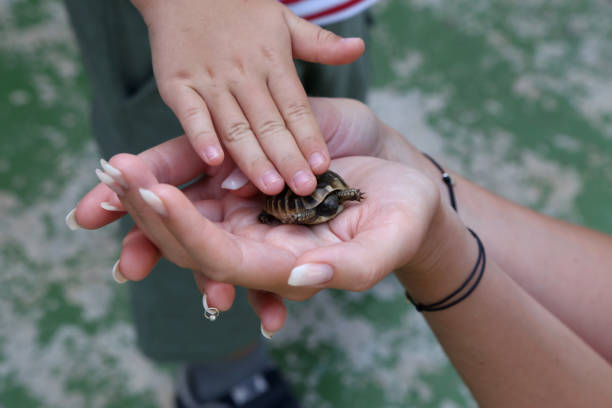 istock The little turtle is held in the palms 1270819333