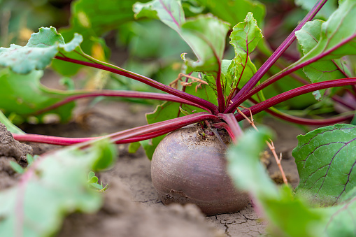 Beet vegetable grows in the garden in the soil organic background. Concept of healthy eco food and a rich fall harvest. Close-up. Selective focus.