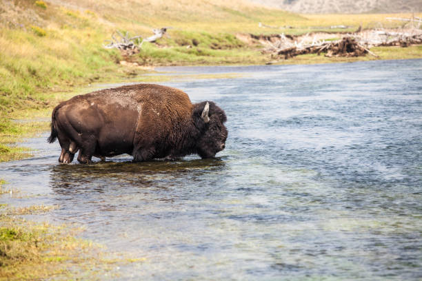 istock Yellowstone National Park Bison and Elk wildlife 1270819682