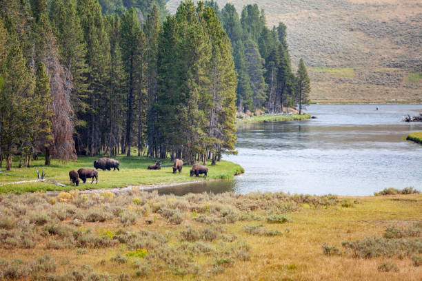 istock Yellowstone National Park Bison and Elk wildlife 1270820190