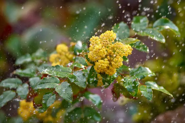 bush of yellow mahonia in the pouring rain in spring in Kyiv, Kyiv City, Ukraine