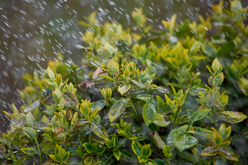boxwood bush in the pouring rain in spring in Kyiv, Kyiv City, Ukraine