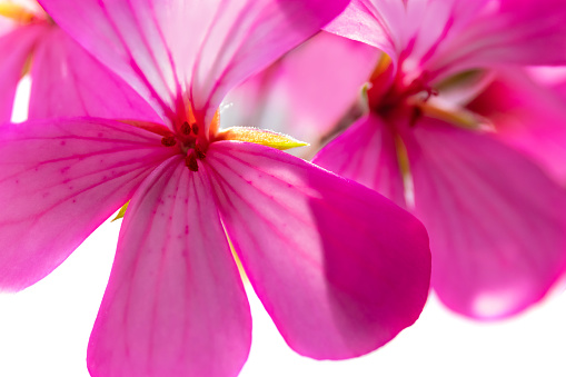 Close-up of pink geranium flowers isolated on white background. Macro photography. Blank for the designer.