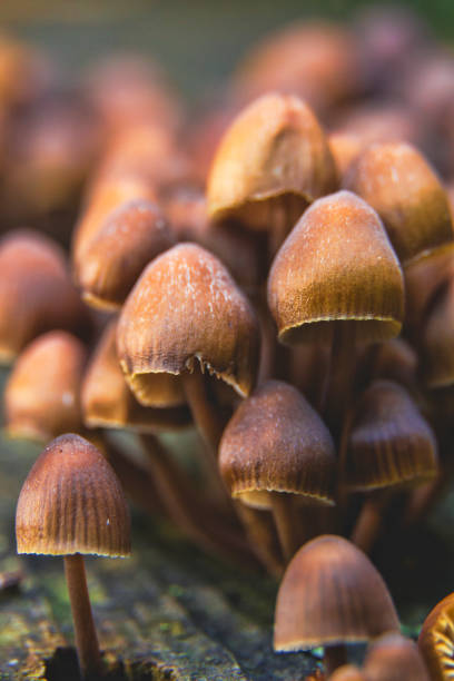 istock Detail of small mushrooms emerging from a tree branch 1270820548
