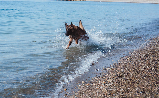 Beautiful red Belgian shepherd Malinois runs along the beach and the spray flies in different directions. Active choleric service dog breed of European breeding.