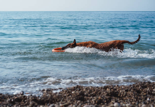istock Beautiful red Belgian shepherd Malinois runs along the beach 1270821911