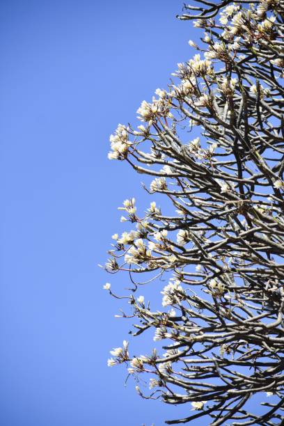青空と白い花の植物 - 11318 ストックフォトと画像
