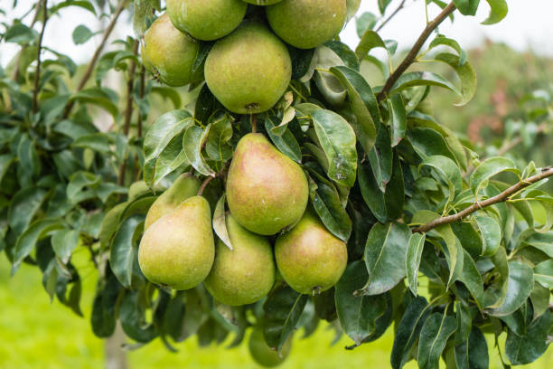 Pear Pears in the Altes Land near Hamburg conference pear stock pictures, royalty-free photos & images