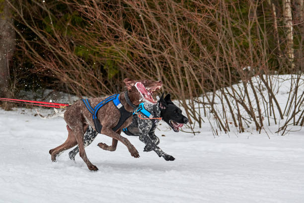 istock Running Pointer dog on sled dog racing 1270823810