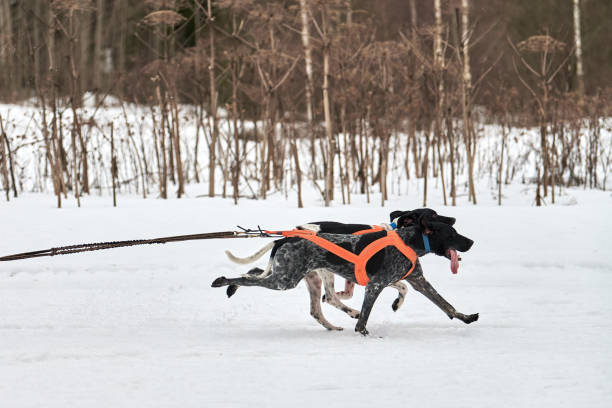 istock Running Pointer dog on sled dog racing 1270823850