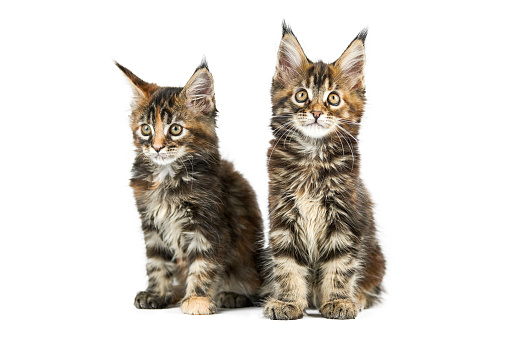 Two Maine coon kittens, isolated. Cute tortoiseshell maine-coon cats on white background. Little funny purebred cats. Studio shoot, cut out for design or advertising.