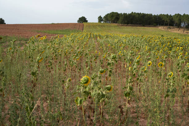Low aerial view of an uncultivated sunflower plantation, with grass and weeds between the rows.