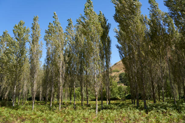 istock Landscape in Espinosa de los Monteros 1270825118