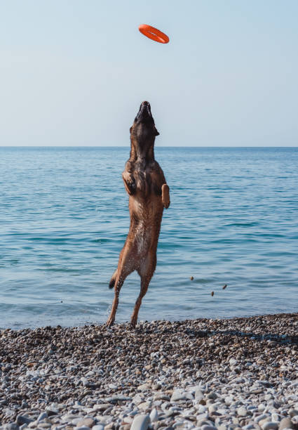 istock Belgian shepherd Malinois jumps and catches his toy in flight. 1270825127